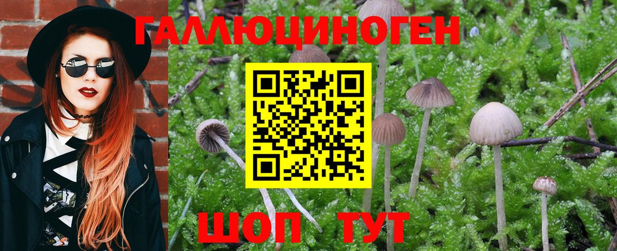 Псилоцибиновые грибы Cubensis Саратов